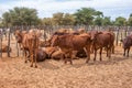 cattle in the kraal Royalty Free Stock Photo