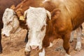 cattle in the kraal Royalty Free Stock Photo