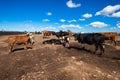 Cattle Land Construction Conflict Royalty Free Stock Photo