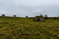 Cattle and lime kiln at Draycott Sleights National Nature Reserve Royalty Free Stock Photo
