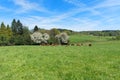 Limousin cows in France Royalty Free Stock Photo