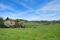 Limousin cows in France Royalty Free Stock Photo