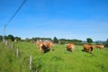 Limousin cows in landscape Royalty Free Stock Photo