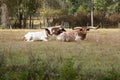 Cattle with Long Horns Royalty Free Stock Photo