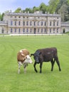 Cattle and manor house (1) Royalty Free Stock Photo