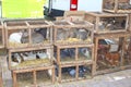 Rabbits, pigeons, guinea pigs at the cattle-market in Sineu, Majorca