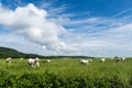 Cattle in the meadow at Crux-la-Ville