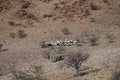 Namibian Desert Overland Cattle