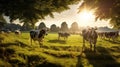 cattle milk cows
