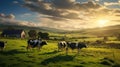 cattle milk cows