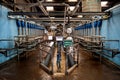 Cattle Milking Parlour in a Rural Dairy Farm Royalty Free Stock Photo