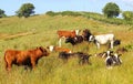 Heifers, mixed breeds and colours, in hillside meadow. Royalty Free Stock Photo