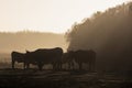 Cattle in the morning light