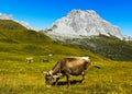 Cattle on a mountain pasture