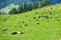Cattle in mountain pastures