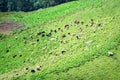 Cattle in mountain pastures