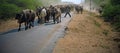 Cattle on the move in the Kutch Royalty Free Stock Photo