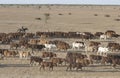 Cattle muster Royalty Free Stock Photo