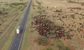 Cattle muster outback Queensland. Royalty Free Stock Photo