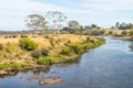 Cattle Next to the South Esk River Royalty Free Stock Photo