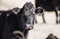 Cattle on the open Range in Rural Colorado Royalty Free Stock Photo