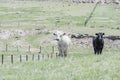 Cattle on Open Rangeland in Rural Colorado