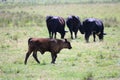 Cattle out on the farm field grazing. Royalty Free Stock Photo