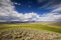 Cattle in California`s Owens Valley