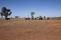 Cattle in paddock in outback Queensland. Royalty Free Stock Photo