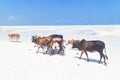 Cattle on Paje beach, Zanzibar. Royalty Free Stock Photo