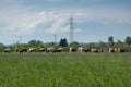 Cattle in pasture against electric pylons and enormous cloud