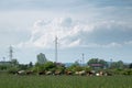 Cattle in pasture against electric pylons and enormous cloud