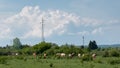 Cattle in pasture against transmission line and enormous cloud