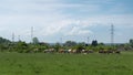 Cattle in pasture against transmission line and enormous cloud