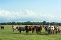 Cattle in pasture background