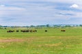 Cattle at Pasture