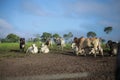 Cattle in the pasture