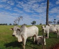 Cattle in pasture