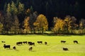 The autumn sun shines on grazing cows on the pasture on the edge of the forest Royalty Free Stock Photo