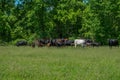 Cattle in the pasture together Royalty Free Stock Photo