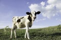 Cattle in pasture