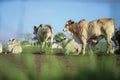 Cattle in the pasture