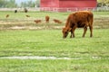 Cattle feeding in a pasture on a spring day. Royalty Free Stock Photo