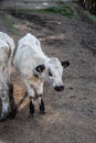 Cattle on pasture Royalty Free Stock Photo