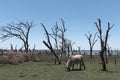 Cattle on a pasture on the shore of Lake Ngami south of the Okawango Delta in Botswana Royalty Free Stock Photo