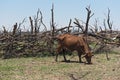 Cattle on a pasture on the shore of Lake Ngami south of the Okawango Delta in Botswana Royalty Free Stock Photo