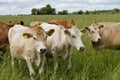 Cattle on pastureland