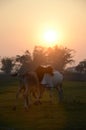 Cattle are Playing in a field during mid-day and sunset view the forenoon Royalty Free Stock Photo