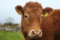 Cattle: Portrait of young Limousin bullock on farm in rural Ireland Royalty Free Stock Photo