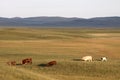 Cattle in prairies